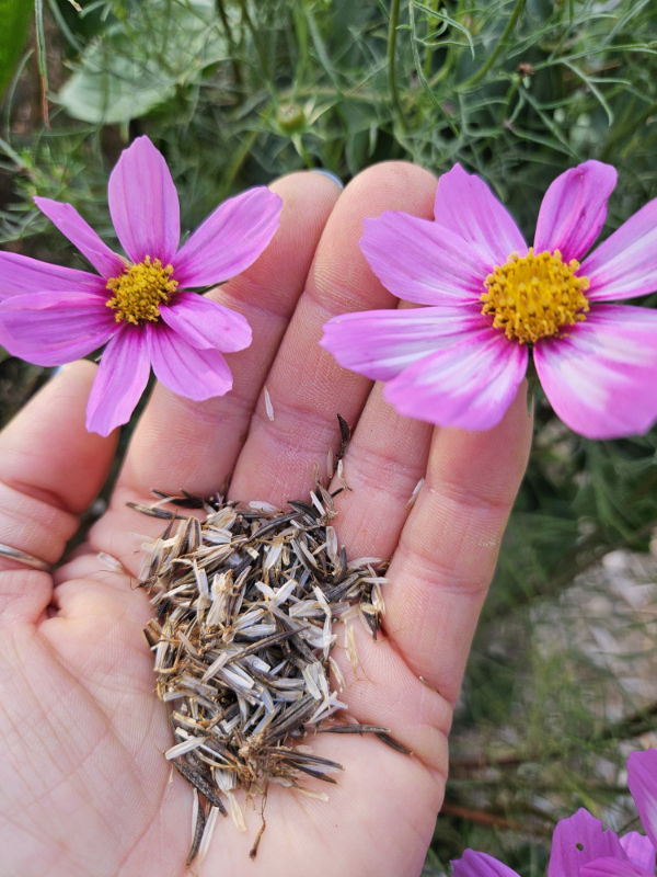 Cosmos seeds in a hand - Basic Homesteading Skills
