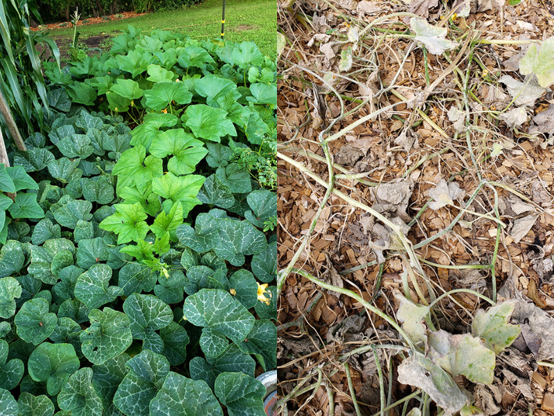 Left shows beautiful green foliage while the right side shows plants overtaken by powdery mildew.