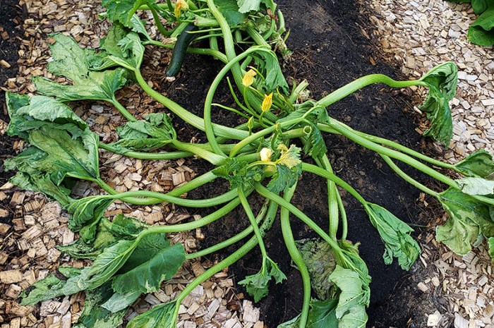 The 2022 Garden Failures and Losses -There’s Always Some!