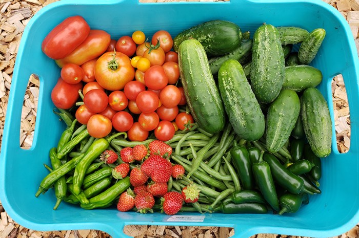 The 2022 Garden – Our 1st Year Having Raised Rows