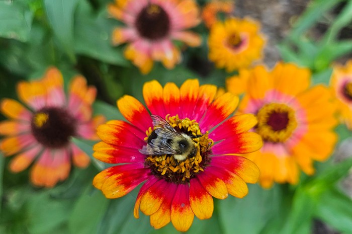 Favorite Garden Flowers Of 2023 – For More Than Just Looks!