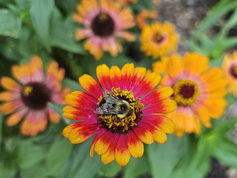 A bee collecting pollen on a orange red zinnia - One of the benefits of my favorite garden flowers
