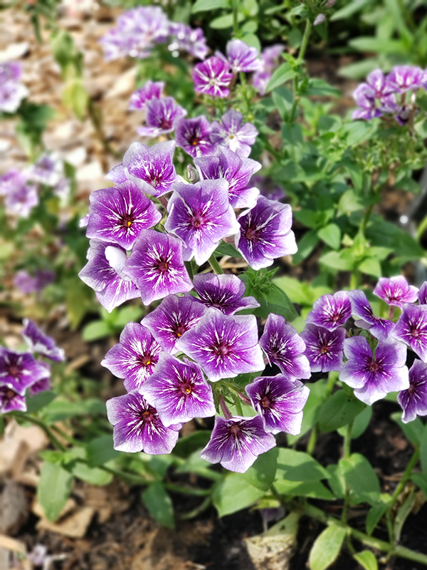 Sugar Star Phlox with purple blooms