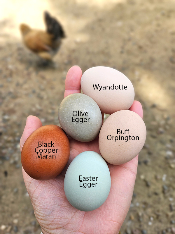 Different color of chicken eggs - August 2024 homesteading update