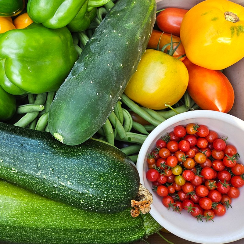 A container full of garden harvests - August 2024 Homesteading Update