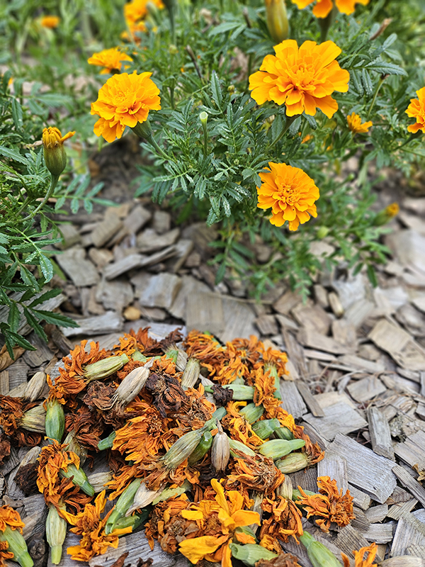 Harvested seeds next to marigold plants - August 2024 Homesteading Update