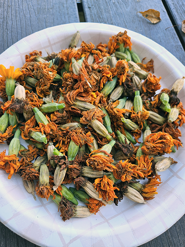 Plate of marigold seedheads - August 2024 Homesteading Update