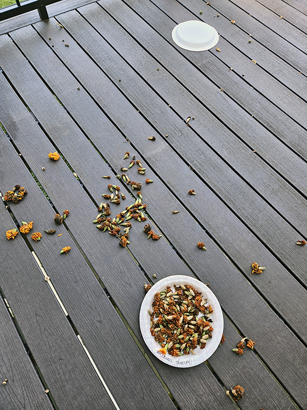 Spilled marigold seeds - August 2024 Homesteading Update