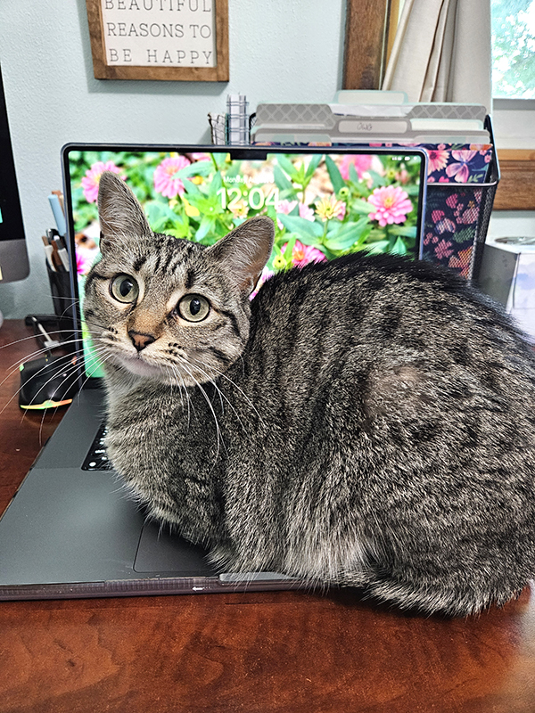 Gracie my cat sitting on my laptop - August 2024 Homesteading Update