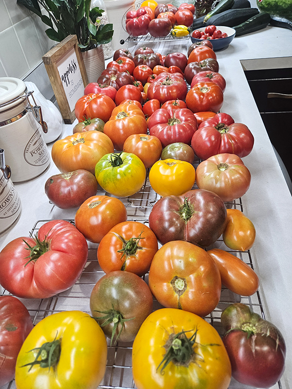 Counter of ripening tomatoes - August 2024 Homesteading Update