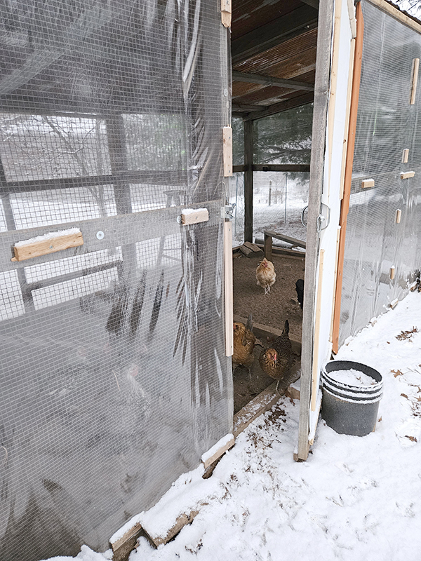 Chicken coop covered in plastic - december homesteading update