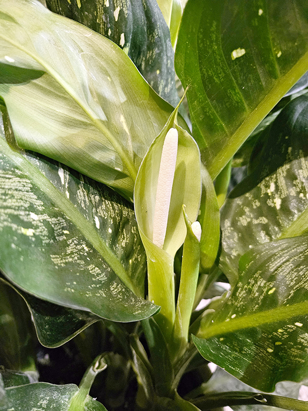 Dieffenbachia blooms