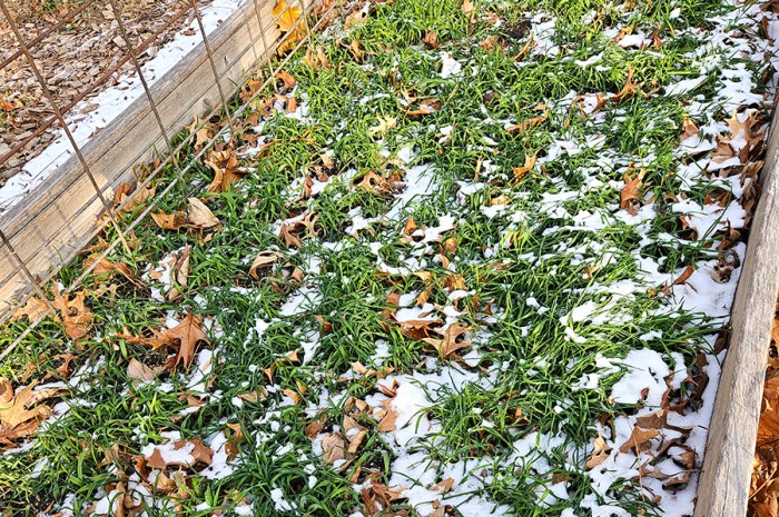 December 2024 Homesteading Update: Preparing For Holidays