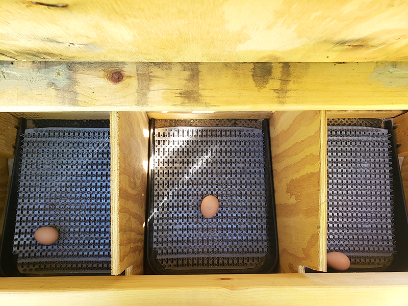 Nesting pads with eggs on them