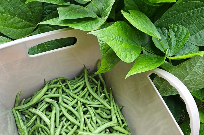 July 2024 Homesteading Update: Fireworks, Harvests, Pest & Fun