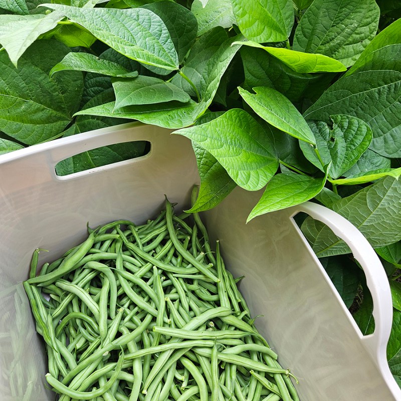 Container of green beans and plants -July 2024 Update