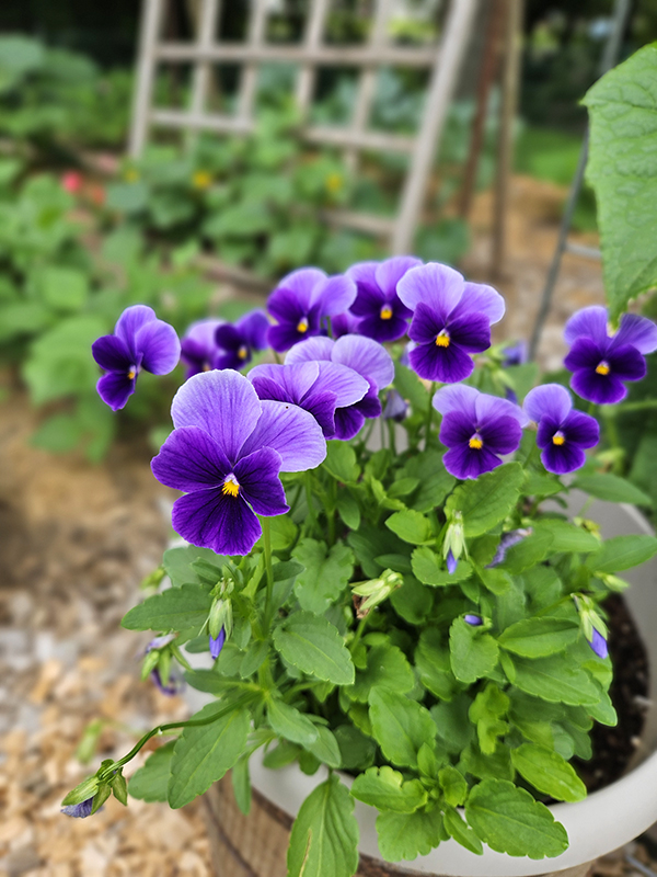 July 2024 Update Flowers