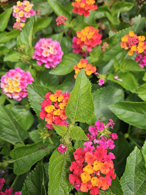 July 2024 Update Flowers