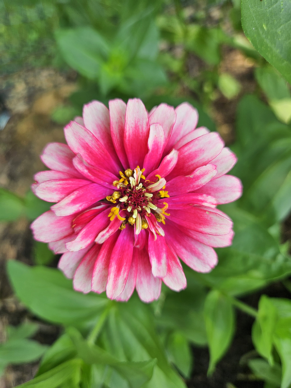 July 2024 Update Flowers