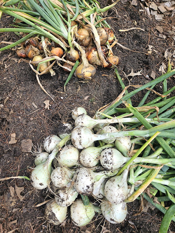 yellow and white onions - July 2024 Update