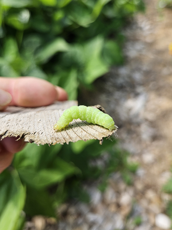 July 2024 Update Pests