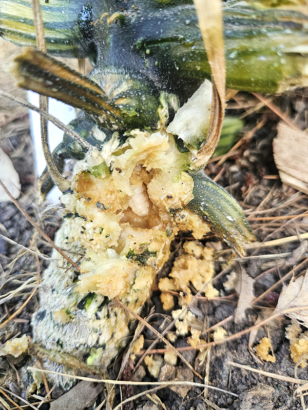 July 2024 Update Pests