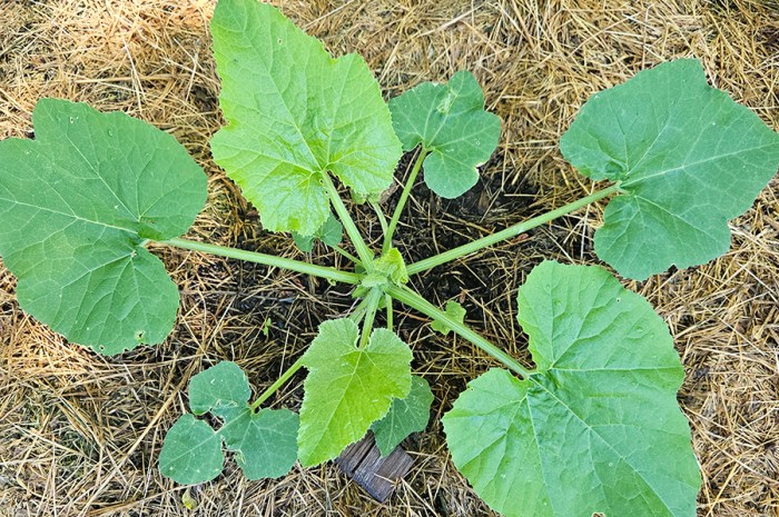 June 2024 Part 1 Update: Growing Garden, Chickens & High Heat