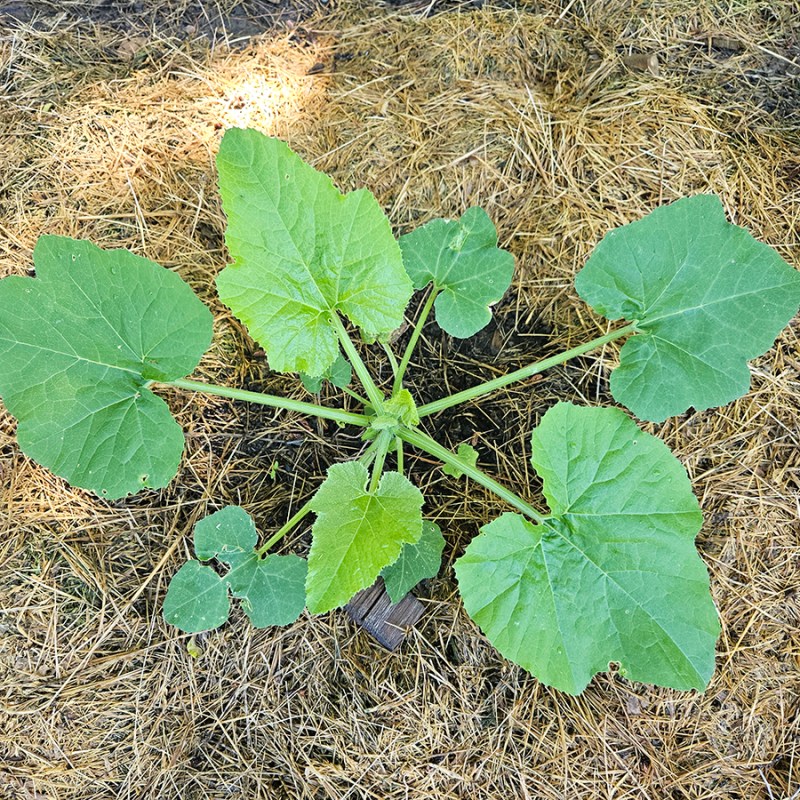 Young Zucchini plant - June 2024 part 1 update