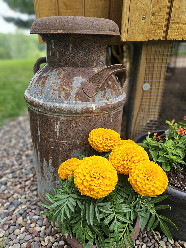 Marigolds and milkcans - June 2024 Part 1 Update