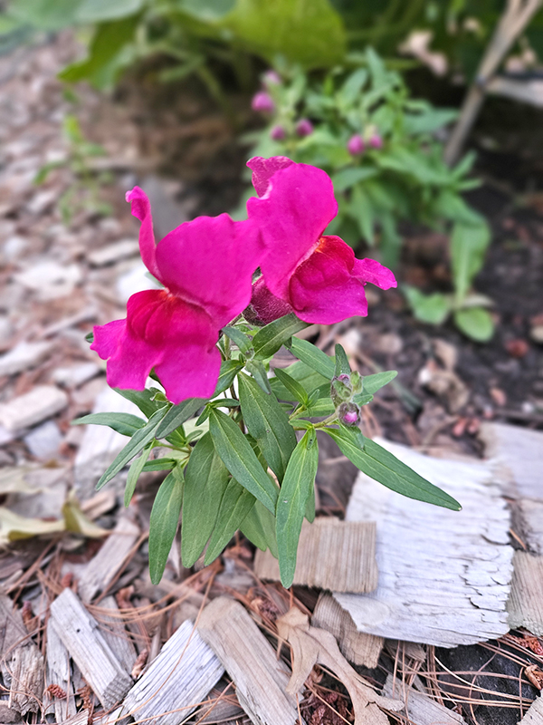Snapdragons - June 2024 Part 1 Update