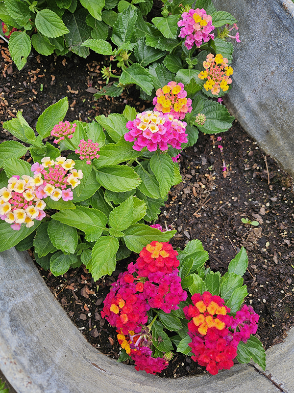 lantanas - June 2024 Part 1 Update