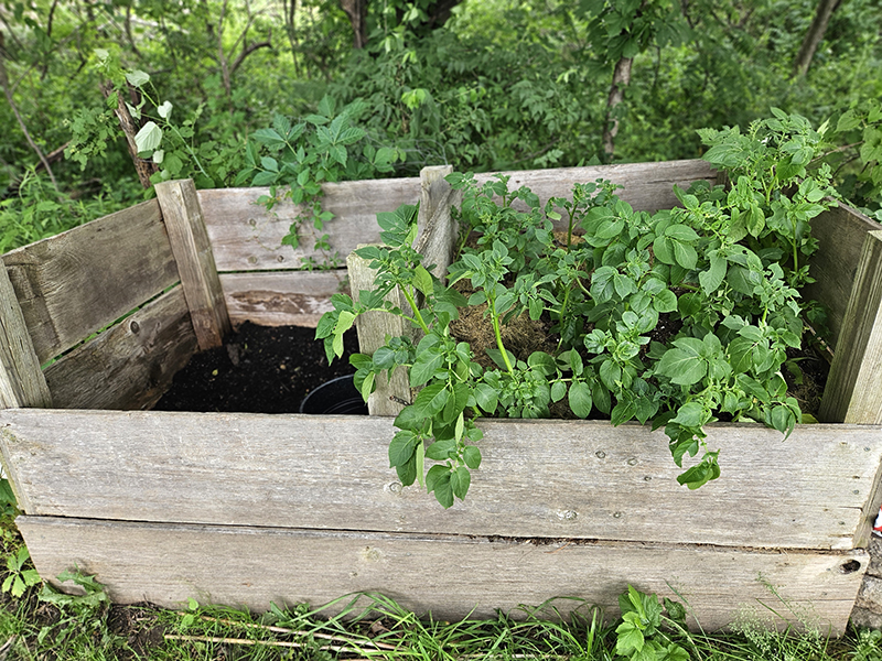 potatoes growing in a compost bin