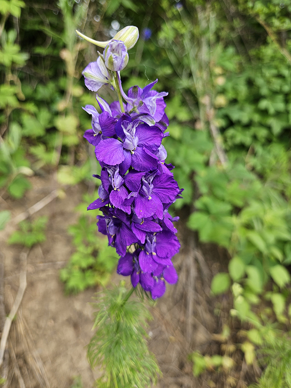 larkspur - June 2024 Part 1 Update