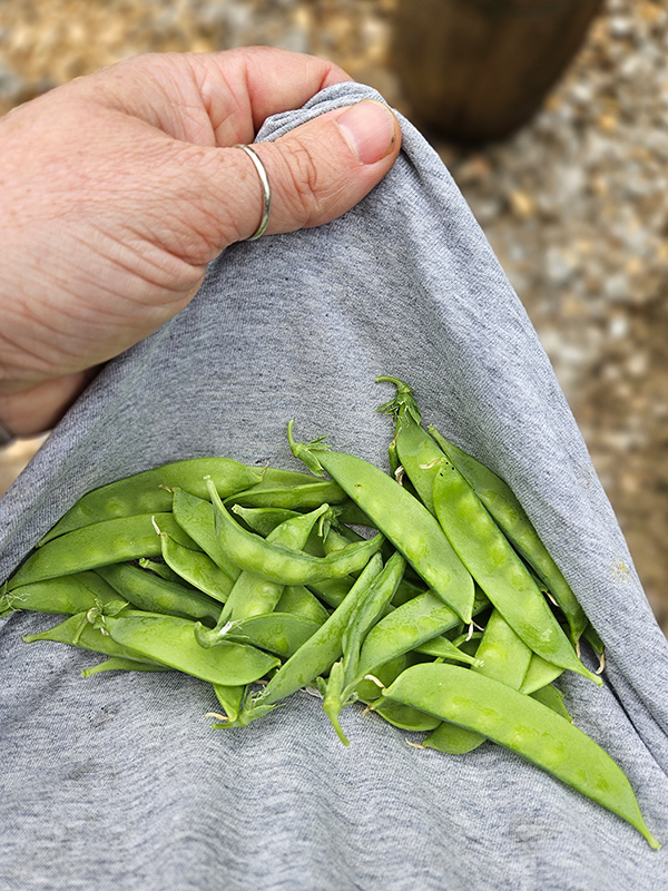 Harvested peas