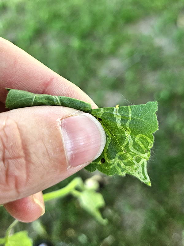 Leaf miner damage
