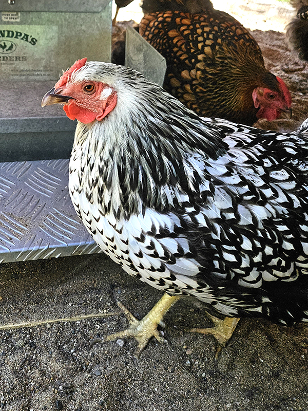 A silver laced wyandotte chicken named Sandra