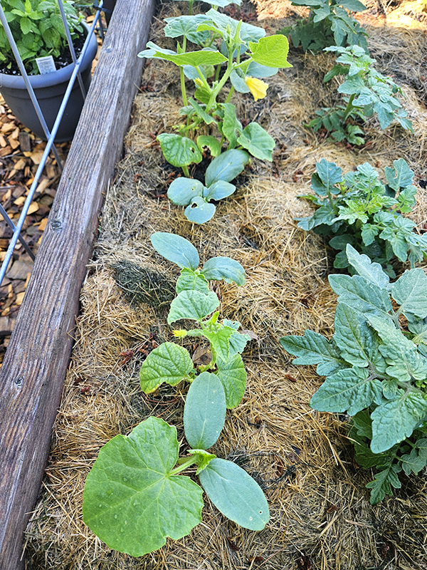 Cucumbers - June 2024 Part 1 Update