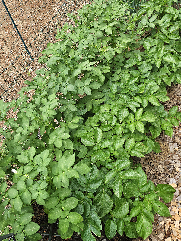 Potatoes - June 2024 Part 1 Update