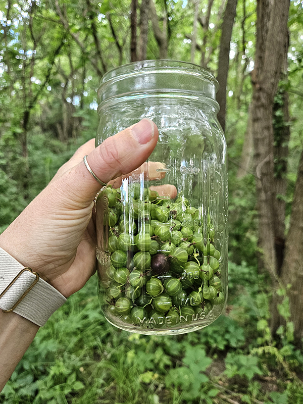 A jar half filled with gooseberries