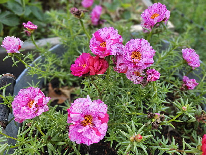 2024 June 2 update flowers
