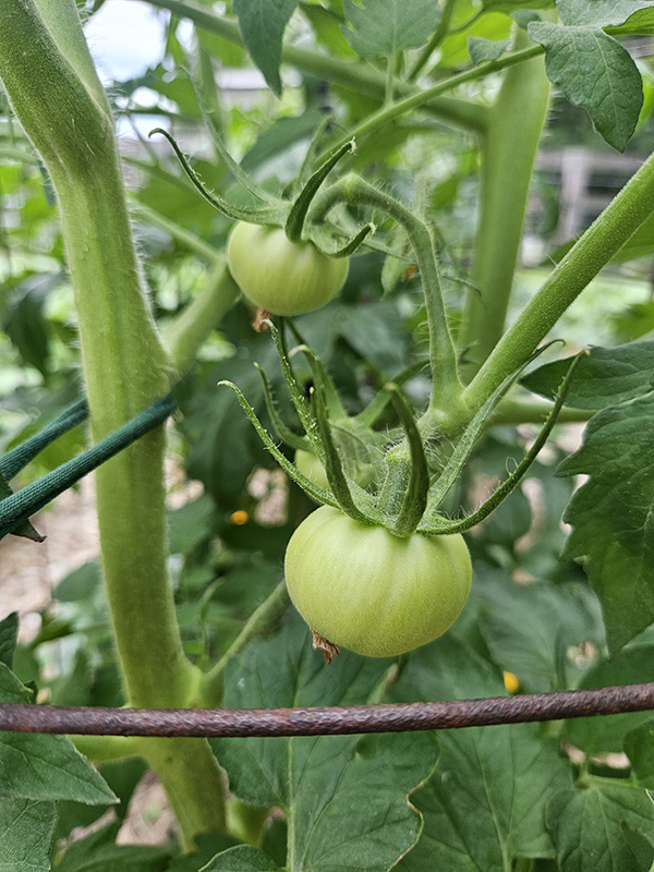 Green new tomatoes June 2024 Update 2