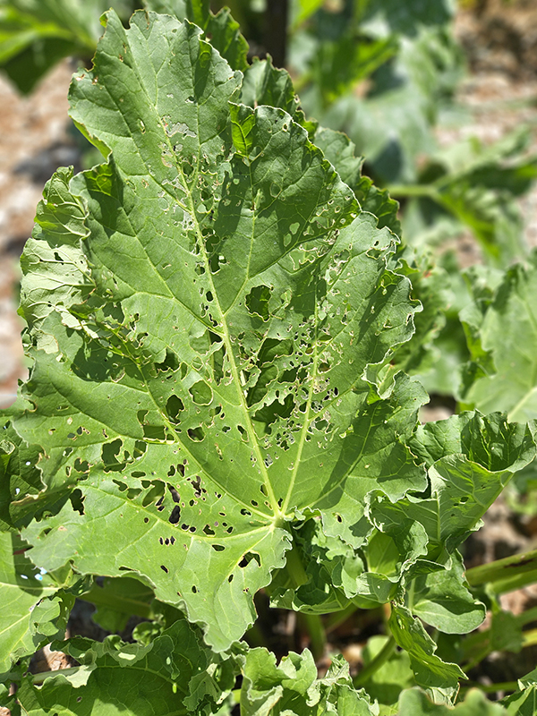 A hole-riddled rhubarb leaf (2024 June 2 update)