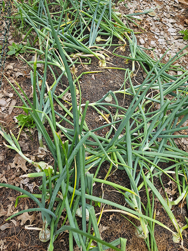 2024 June 2 - Issue with onions