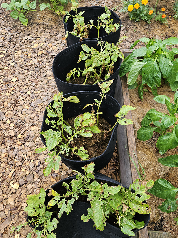 Potato grow bags 2024 June 2
