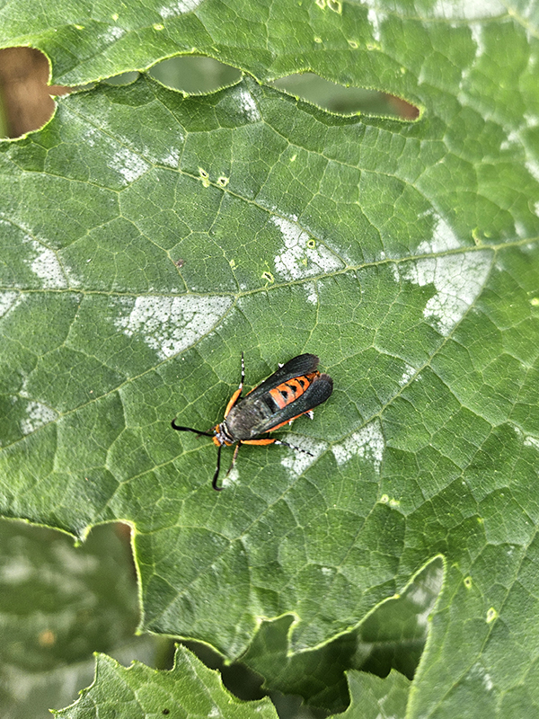 2024 June 2 - Issue with a squash vine borer