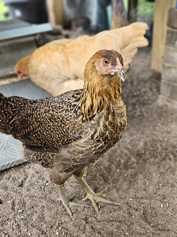 One of the new chicks