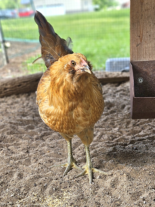 One of the new chicks