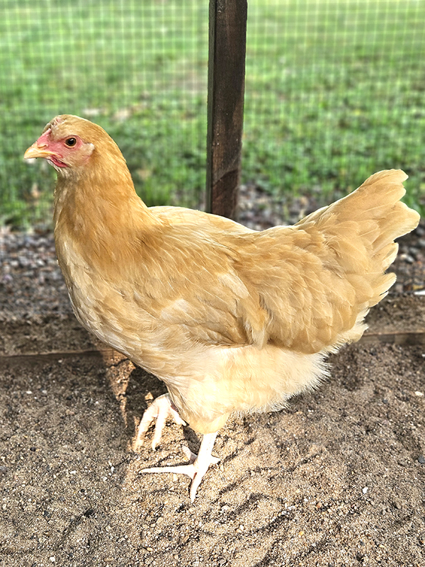 One of the new chicks