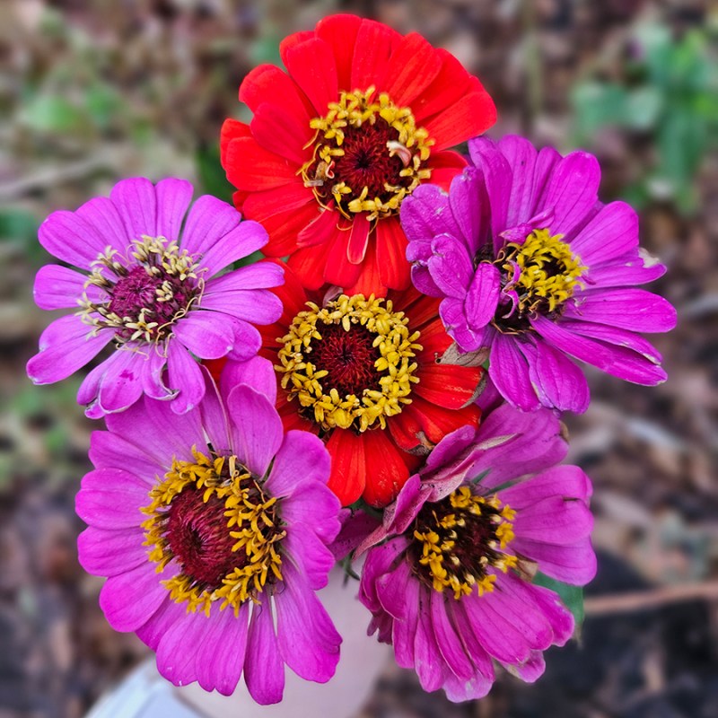A bouquet of zinnias - November 2024 Homesteading Update