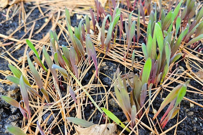 October 2024 Homesteading Update: Cleanouts, Planting & Baking